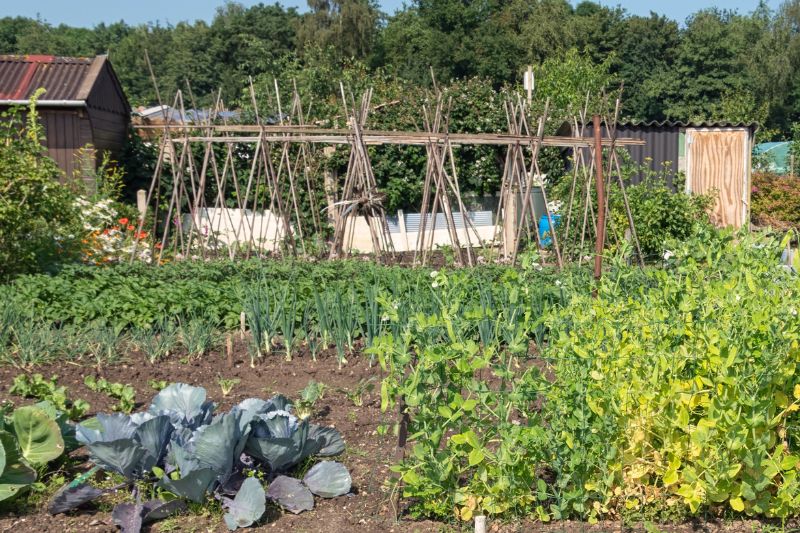 Mischkultur mit Tomaten und Lauch im Gemüsebeet