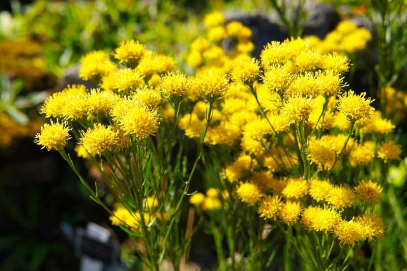 Goldhaar-Aster (Aster linosyris)