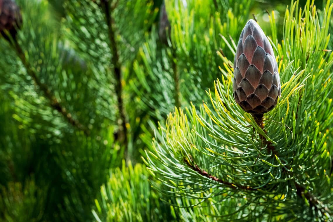 Grannen-Kiefer (Pinus aristata)