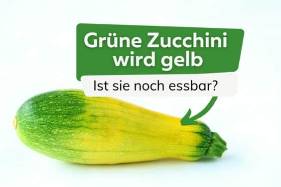 Grüne Zuuchini wird gelb Titel