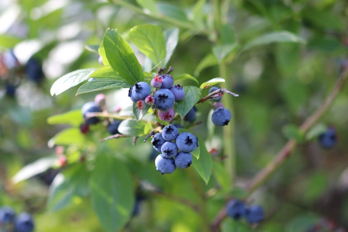 Heidelbeeren (Vaccinium myrtillus)