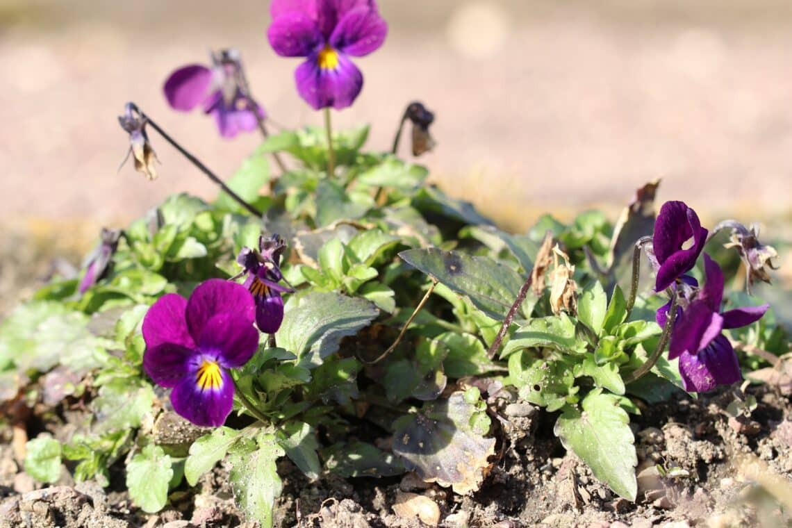 Hornveilchen (Viola cornuta)