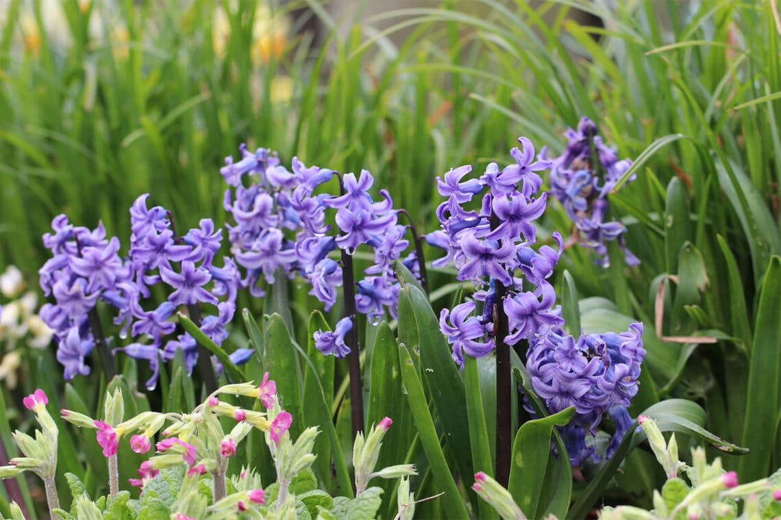 Hyazinthen (Hyacinthus)