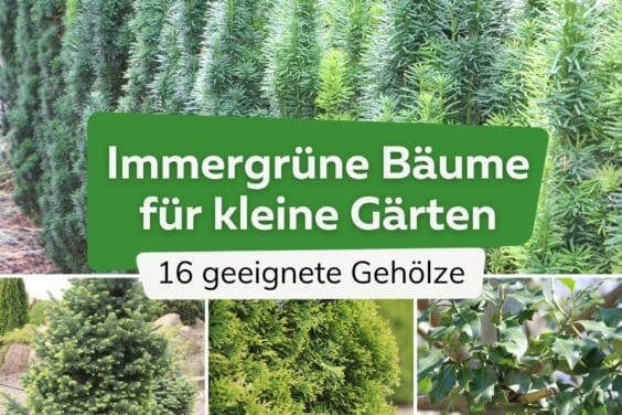 Immergrüne Bäume für kleine Gärten