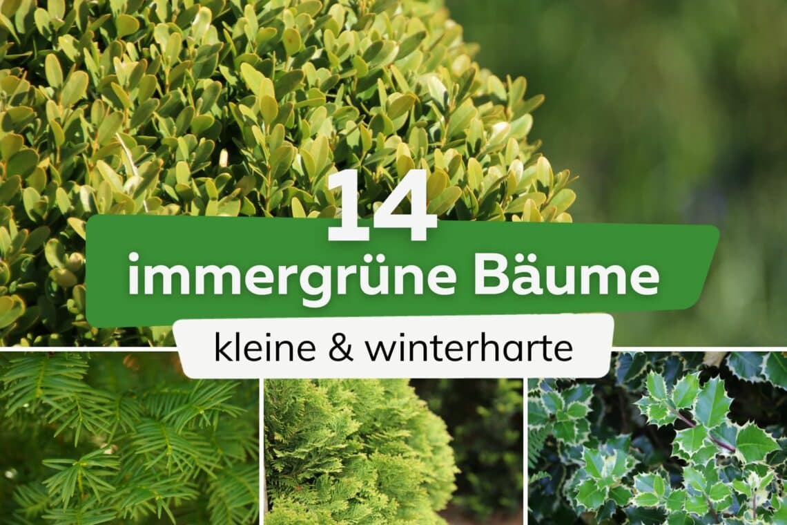 immergrüne kleine winterharte Bäume Titel