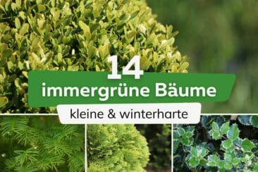 immergrüne kleine winterharte Bäume Titel