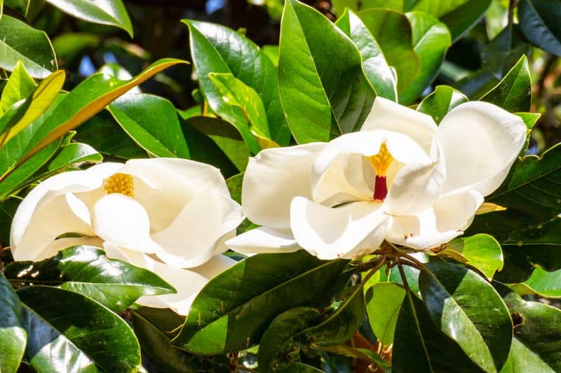 Immergrüne Magnolie (Magnolia grandiflora)