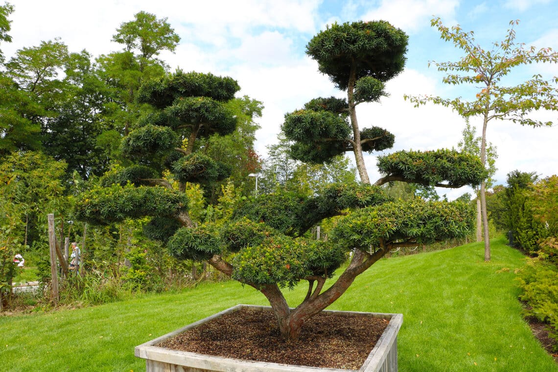 Japanische Eibe "Nana"  (Taxus cuspidata)