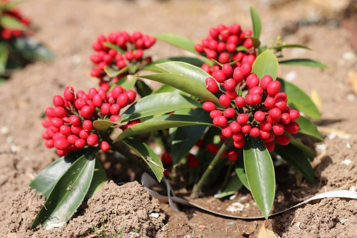 Japanische Skimmie (Skimmia reevesiana)