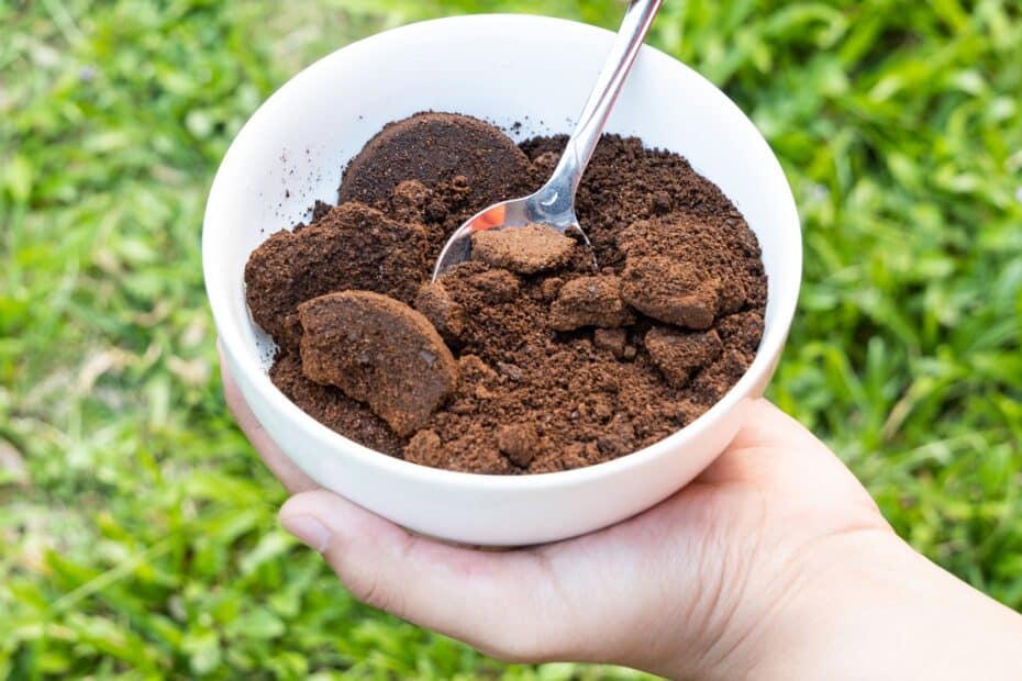Wirkt Kaffeesatz als Dünger für Rosen?