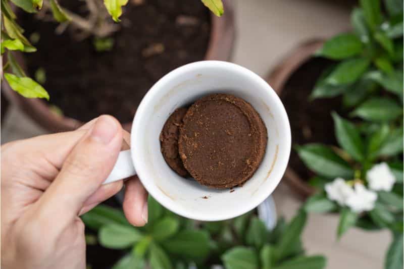 Tasse mit Kaffeesatz als Dünger