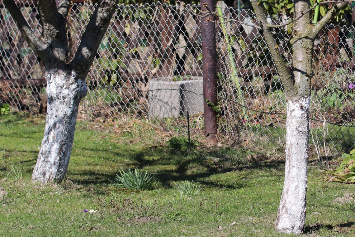 Obstbäume mit Kalkanstrich