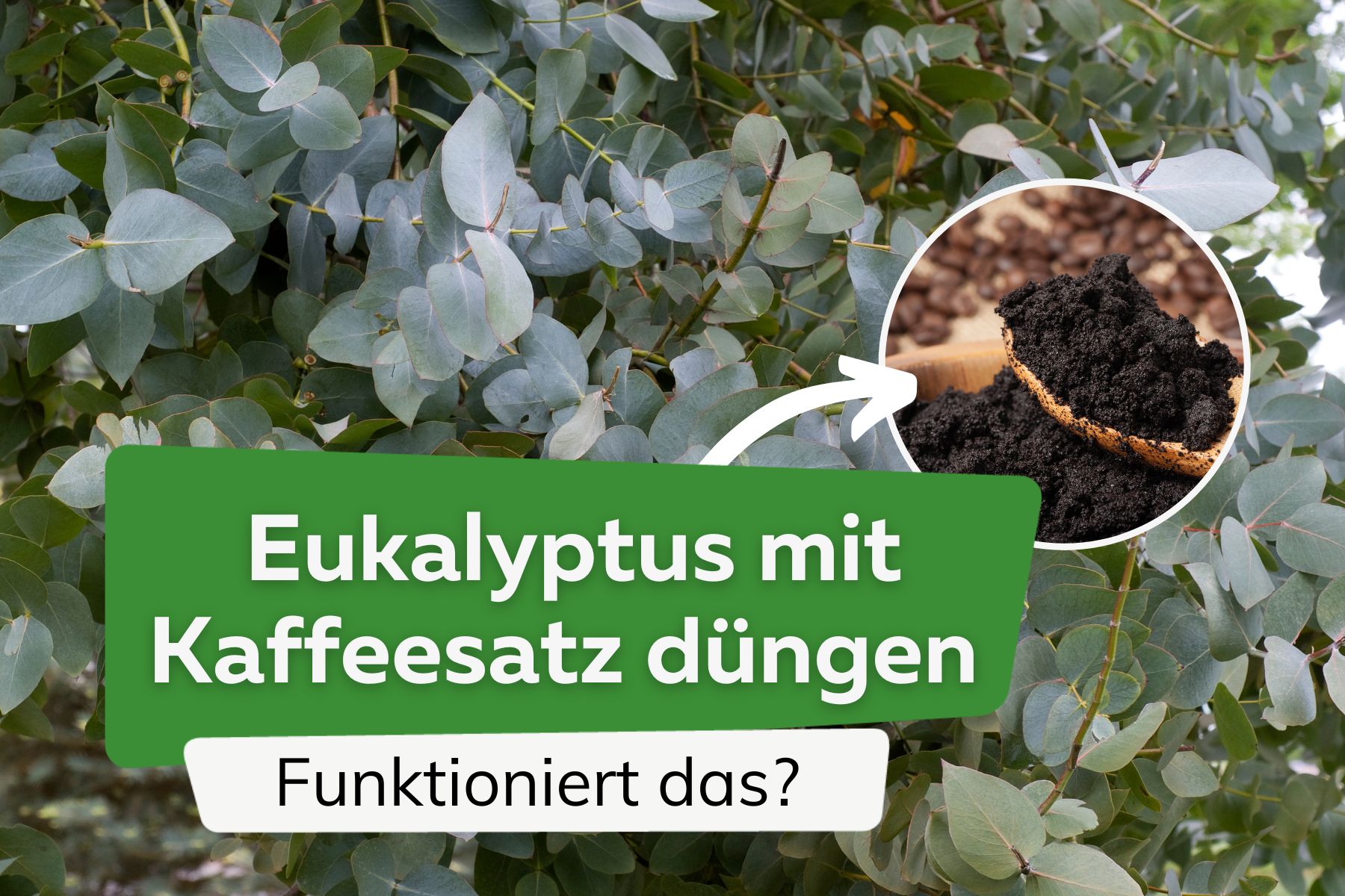 Kann man Eukalyptus mit Kaffeesatz düngen?