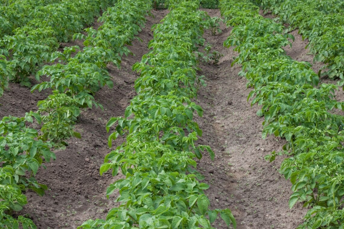 Großes Kartoffelfeld in der Landwirtschaft