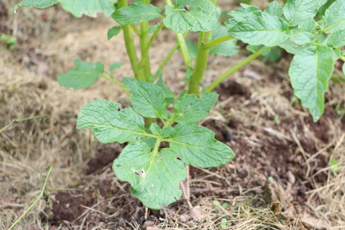 Kartoffeln mit Schicht Grasmulch