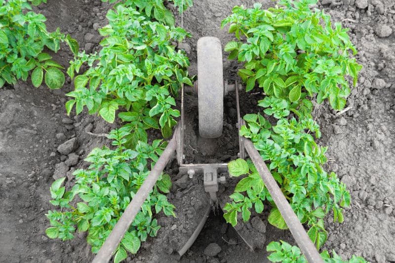 Kartoffeln mit Kartoffelhäufler anhäufeln