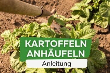 Kartoffeln anhäufeln