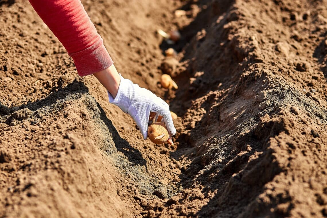 Frau legt Kartoffeln in die Erde