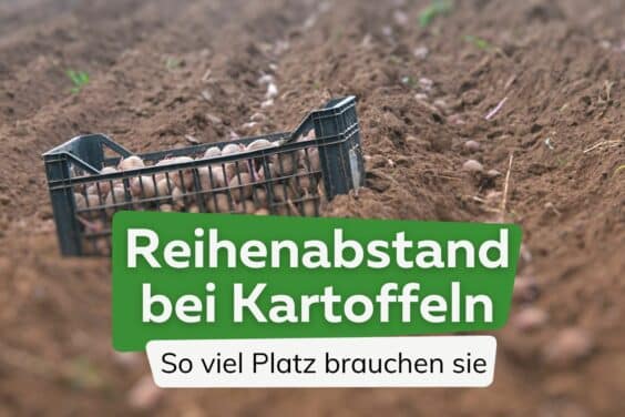 Reihenabstand bei Kartoffeln