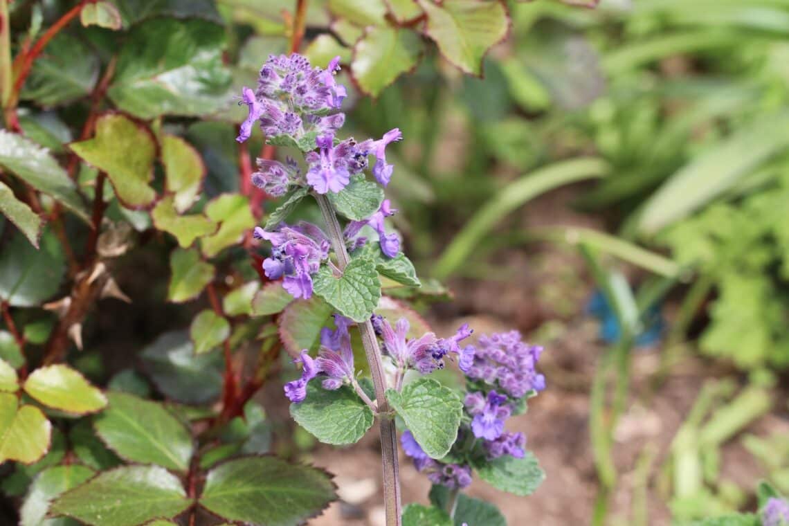 Katzenminze (Nepeta) neben Rosen