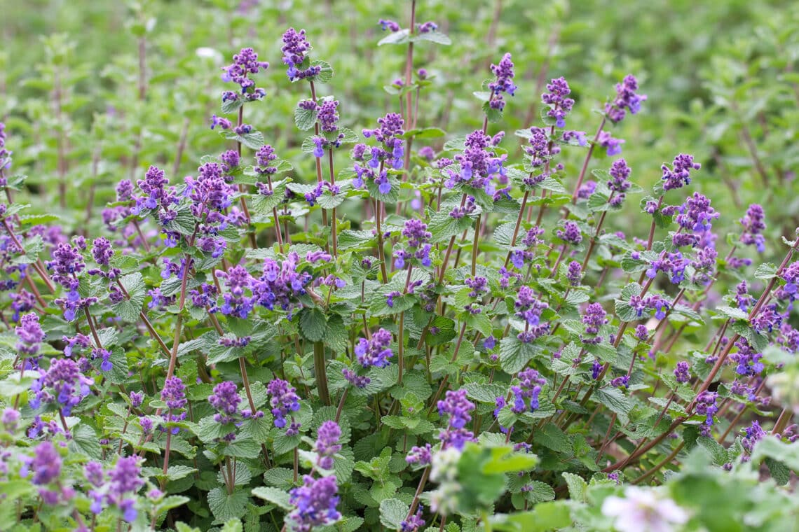 Katzenminze (Nepeta x faassenii)