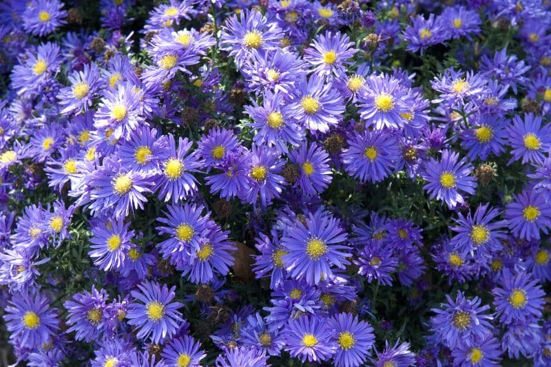 Kissen-Aster (Aster dumosus) 'Blaue Lagune'