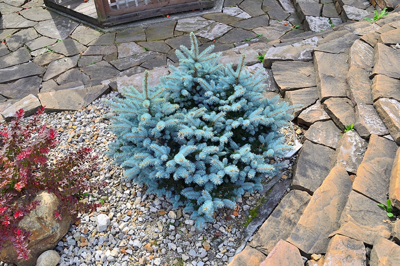 Kleine Blaufichte "Glauca Globosa"  (Picea pungens)