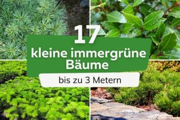 Kleine immergrüne Bäume bis 3 Meter Titel