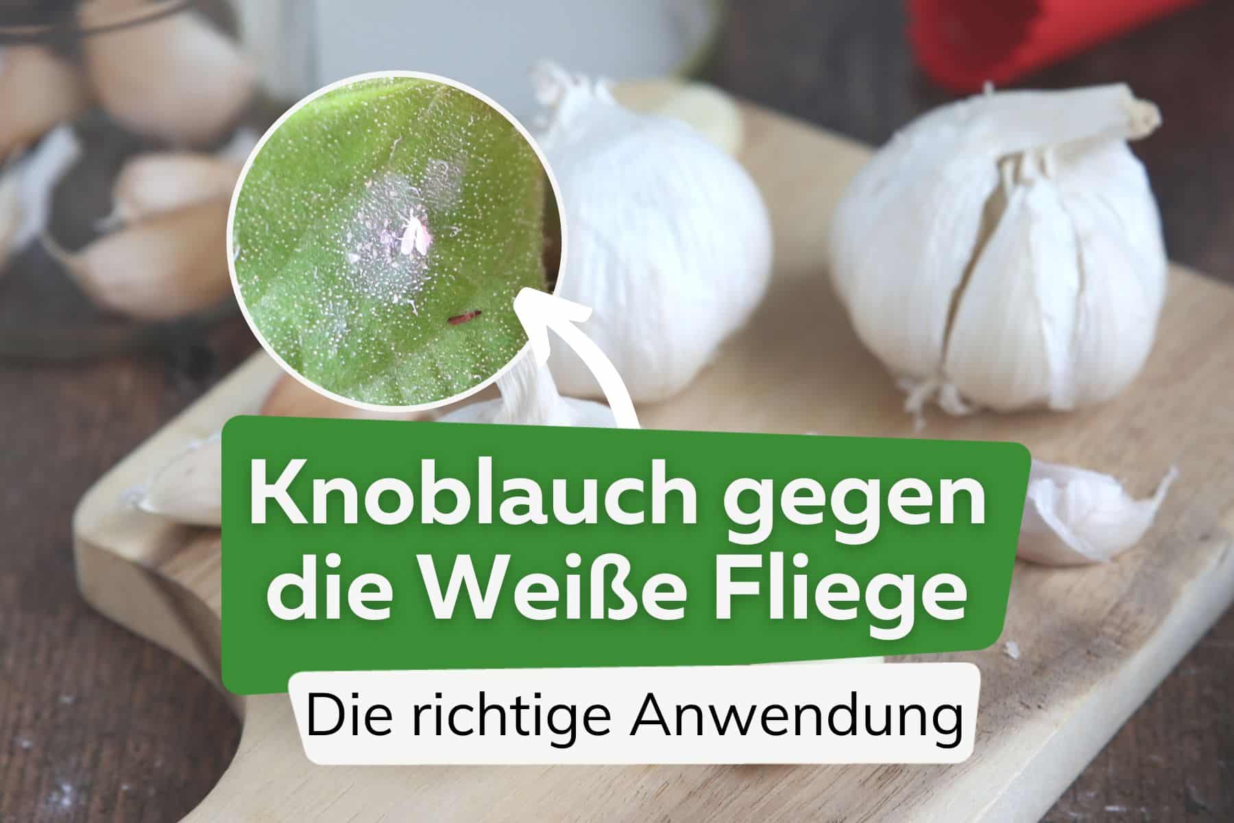 Knoblauch gegen die Weiße Fliege