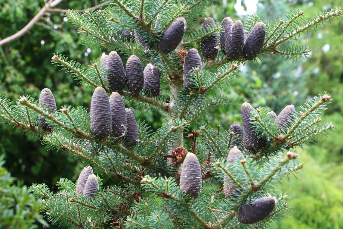 Korea-Tanne (Abies koreana)