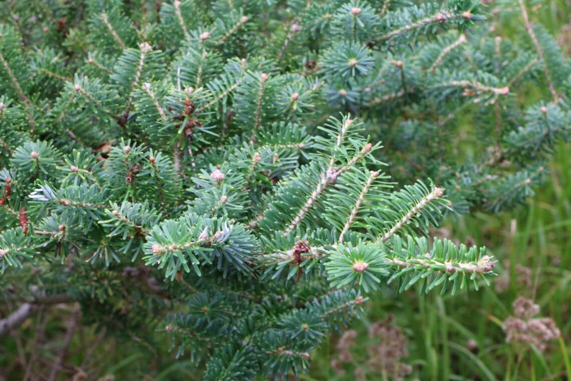 Koreatanne (Abies koreana)