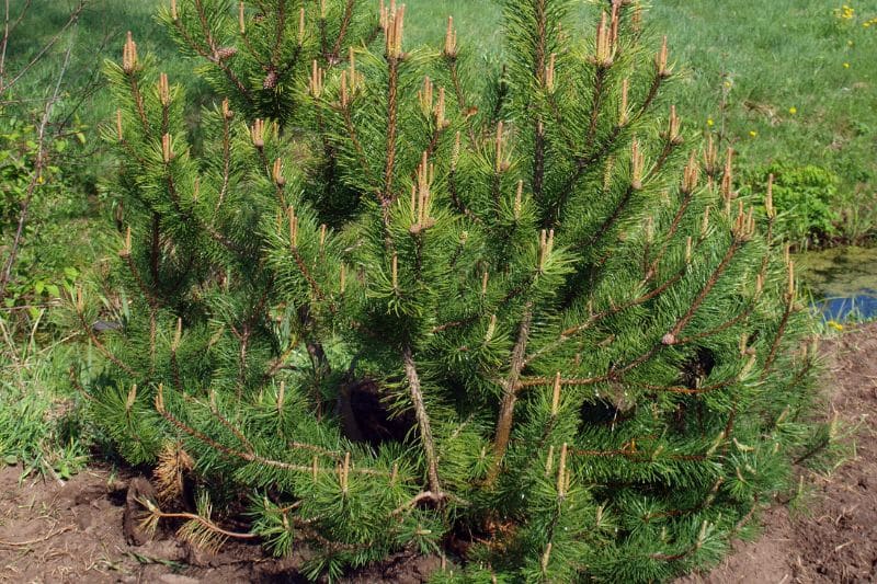 Krummholz-Kiefer  (Pinus mugo var. mughus)