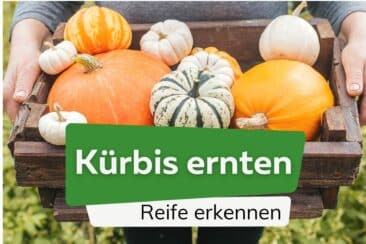 Kürbis ernten