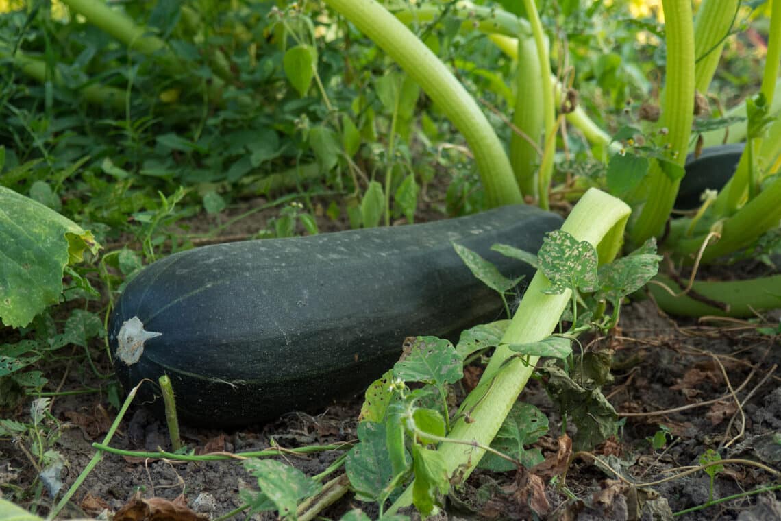 Kürbiszucchini