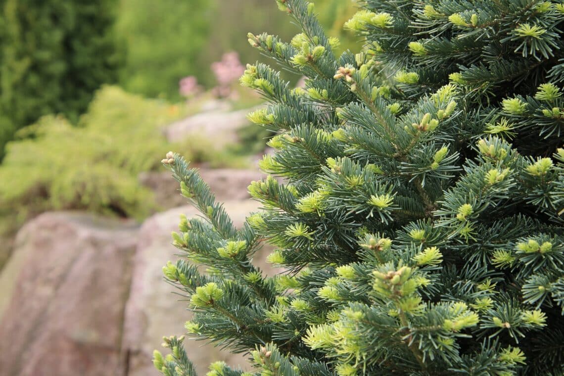 Kugel-Korktanne (Abies lasiocarpa 'Green Globe')