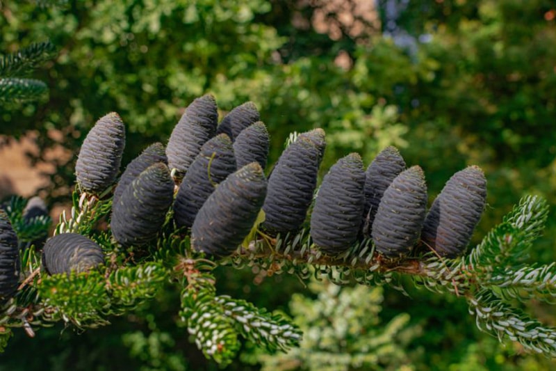 Kugel-Korktanne "Green Globe"  (Abies lasiocarpa)