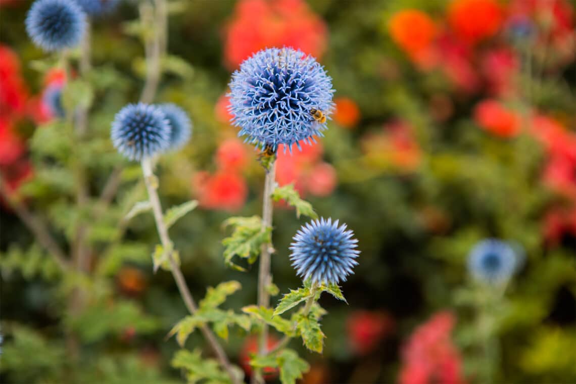 Kugeldistel (Echinops ritro)