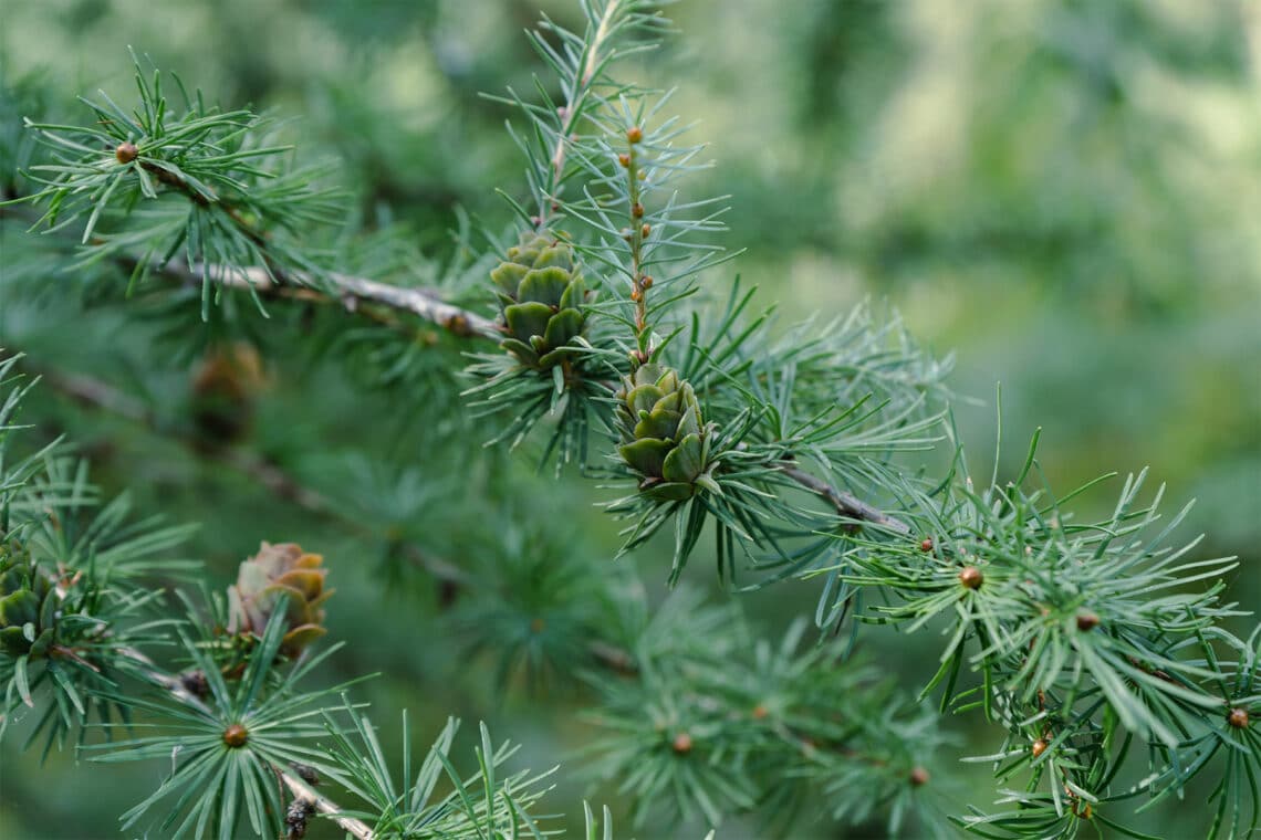 Lärchen (Larix)