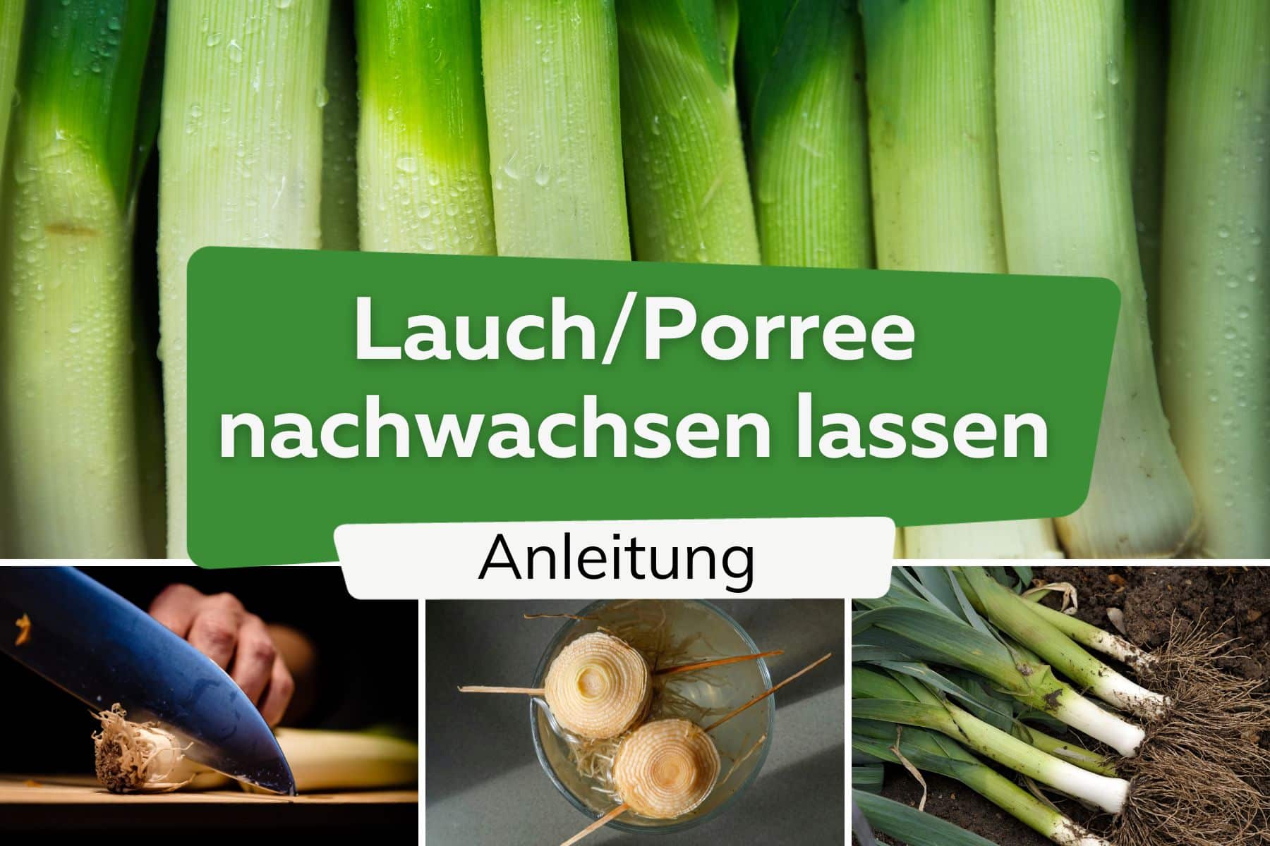 Lauch/Porree Wurzeln einpflanzen und nachwachsen lassen