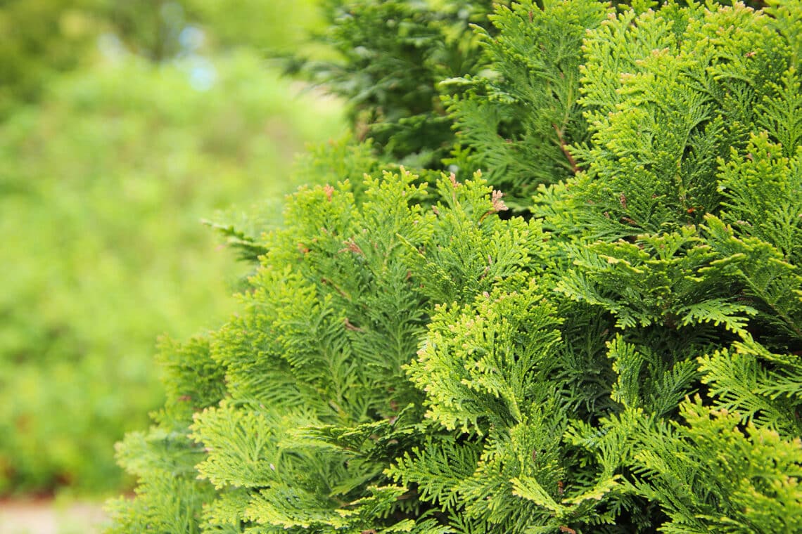 Lawsons Scheinzypresse (Chamaecyparis lawsoniana)