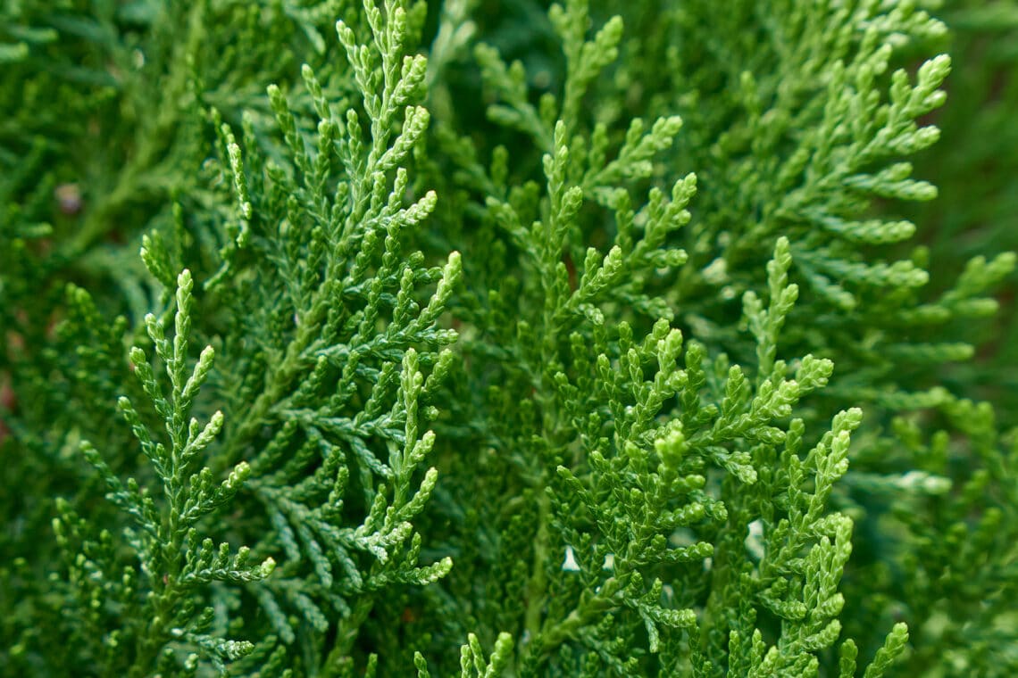 Lebensbäume (Thuja)