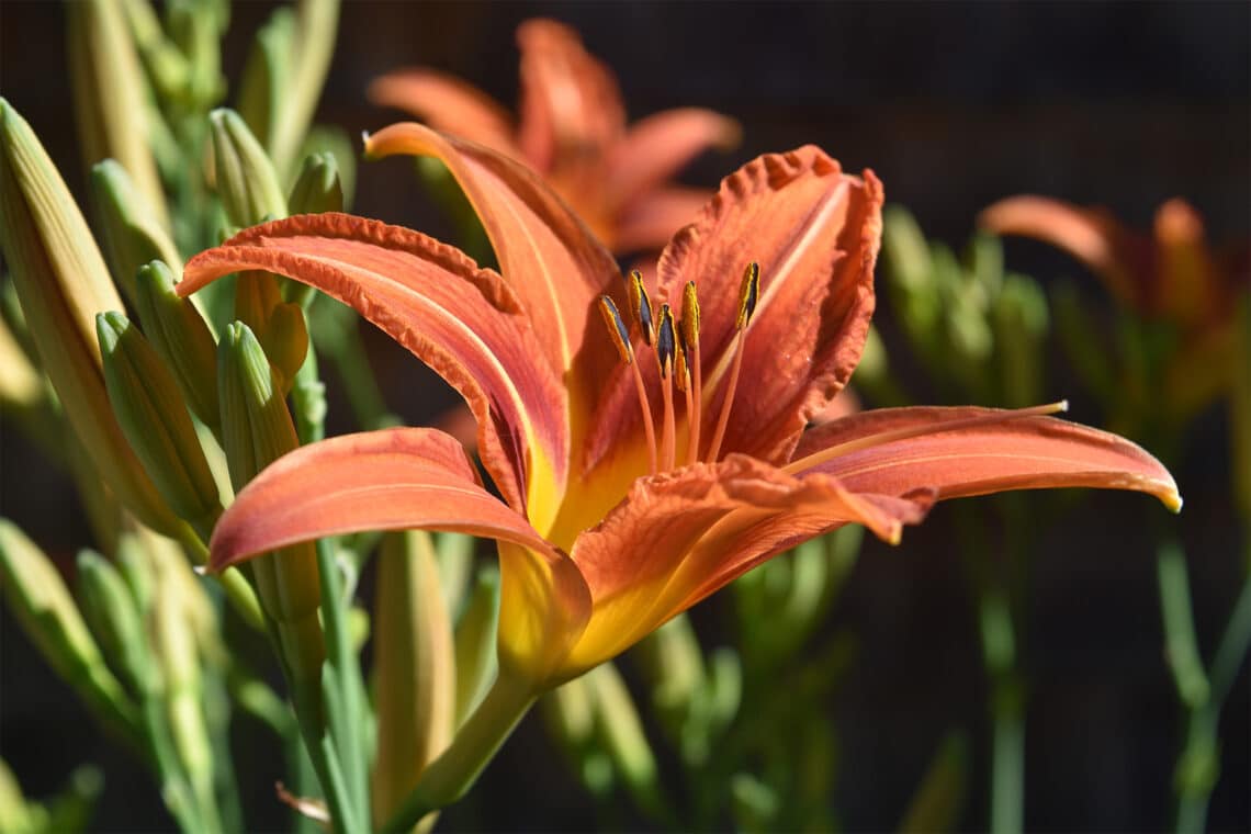 gelbrote Taglilie (Hemerocallis fulva)