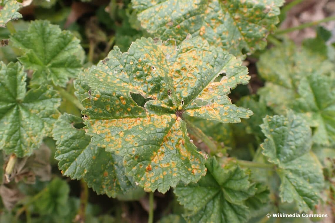 Malvenrost (Puccinia malvacearum) an Stockrose