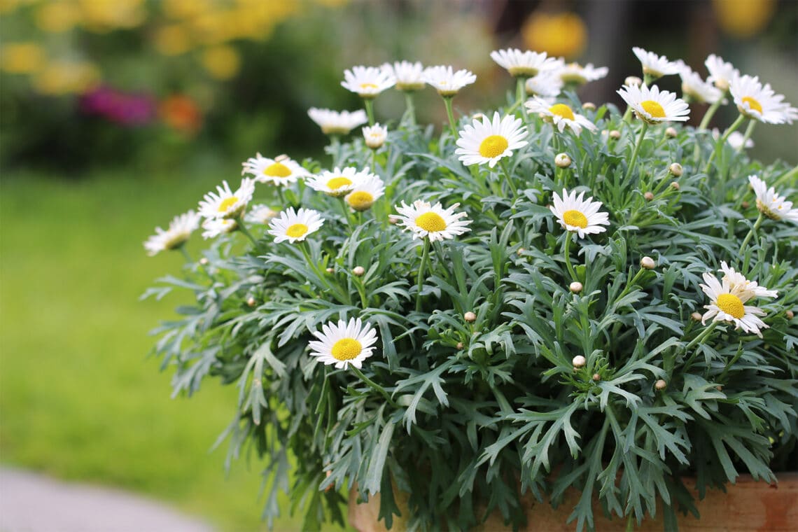 Margeriten (Leucanthemum)