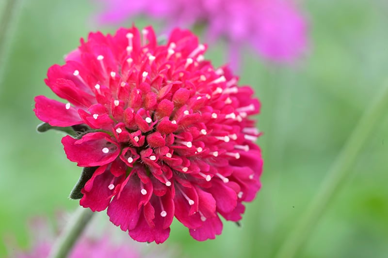 Mazedonische Witwenblume (Knautia macedonica)