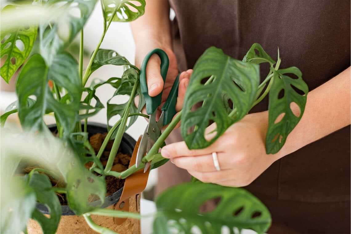 Monstera Monkey leaf (Monstera adansonii) als Steckling abschneiden