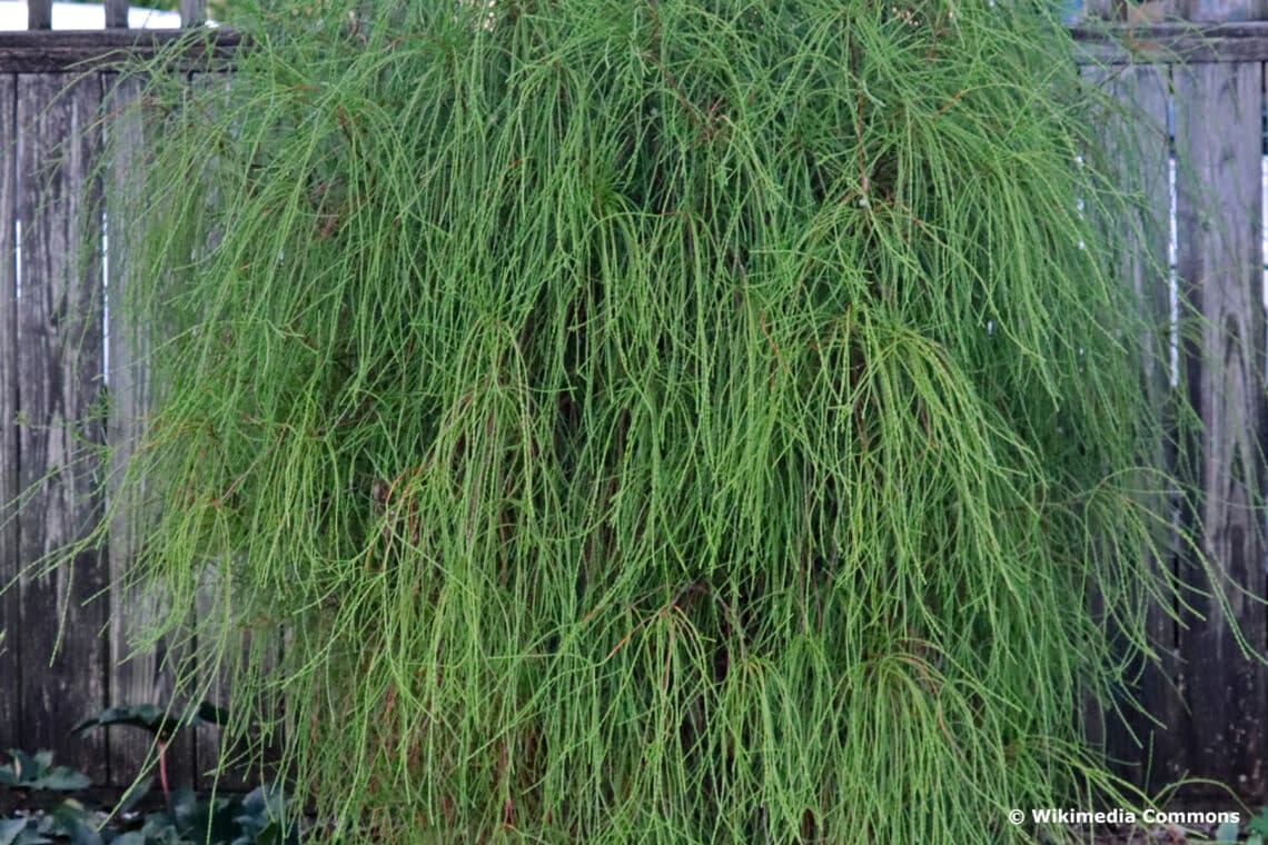 Morgenländischer Lebensbaum "Franky Boy"  (Thuja orientalis)