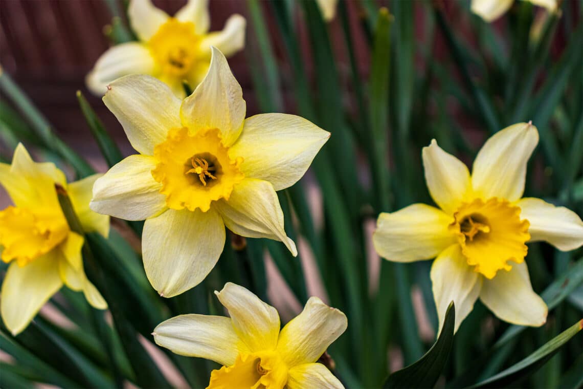 Narzissen (Narcissus)