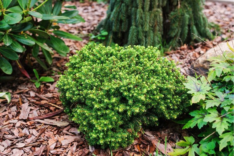 Nestfichte "Nidiformis" (Picea abies)