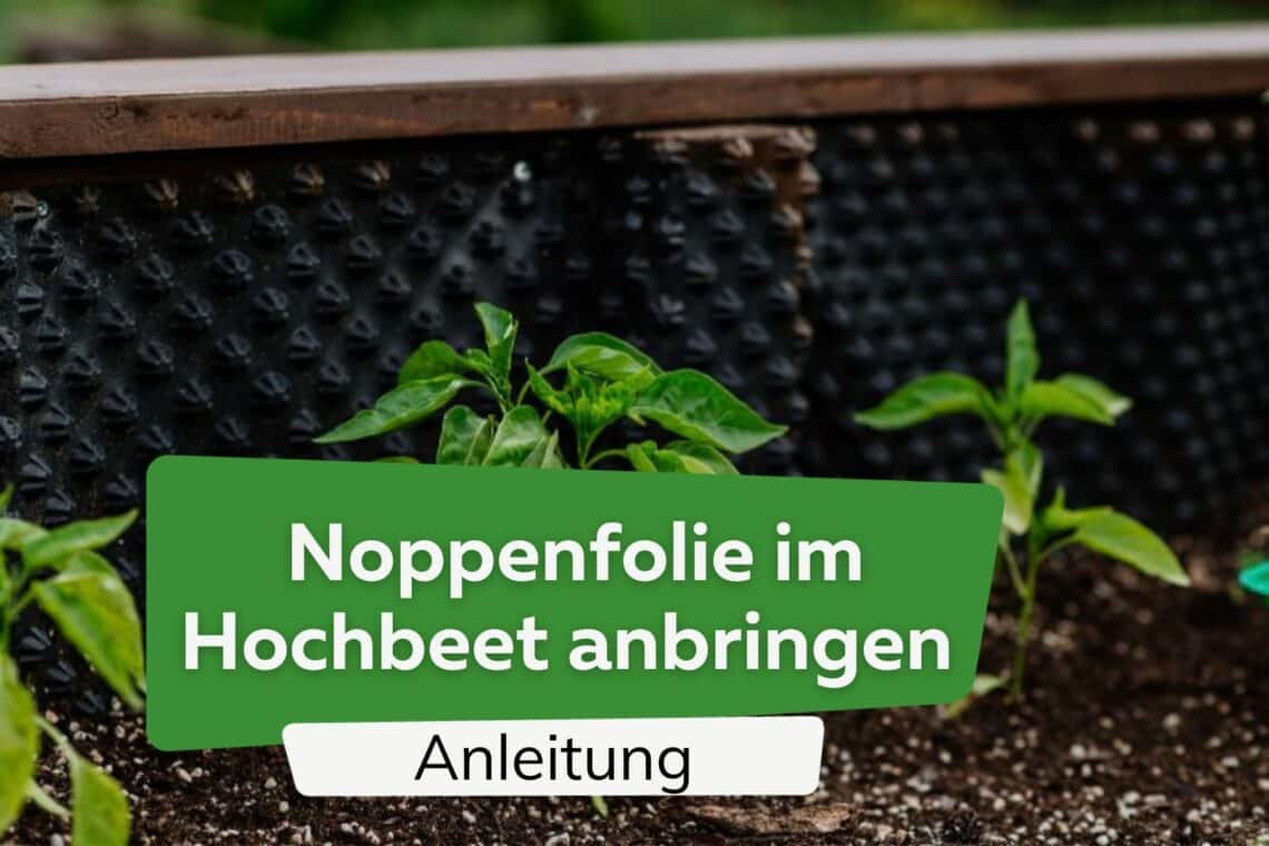 Noppenfolie im Hochbeet anbringen: so gelingt es